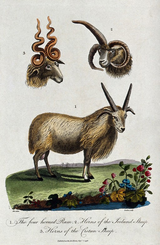 Above, the heads of a Cretan sheep and an Iceland sheep; below, a four horned ram standing on a meadow. Coloured etching by Barlow after J. E. Ihle.