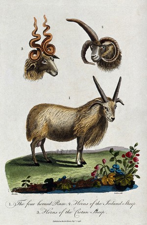 view Above, the heads of a Cretan sheep and an Iceland sheep; below, a four horned ram standing on a meadow. Coloured etching by Barlow after J. E. Ihle.