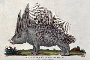 view A crested porcupine. Coloured etching by Barlow after J. E. Ihle.