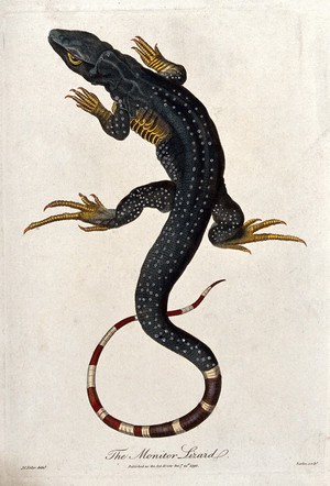 view A monitor lizard. Coloured etching by Barlow after J. C. Keller.