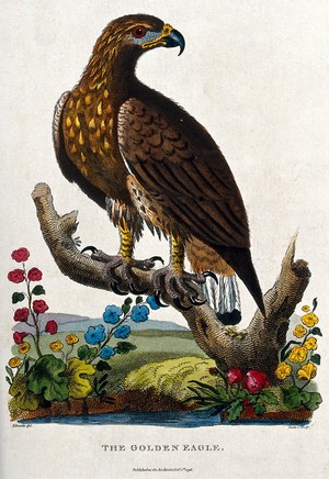 view A Golden Eagle sitting on the branch of a dead tree. Etching by Barlow after Edwards.