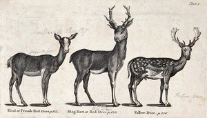 view A hind and a stag of the family of Red-Deer and a Fallow-deer. Wood-engraving after T. Bewick.