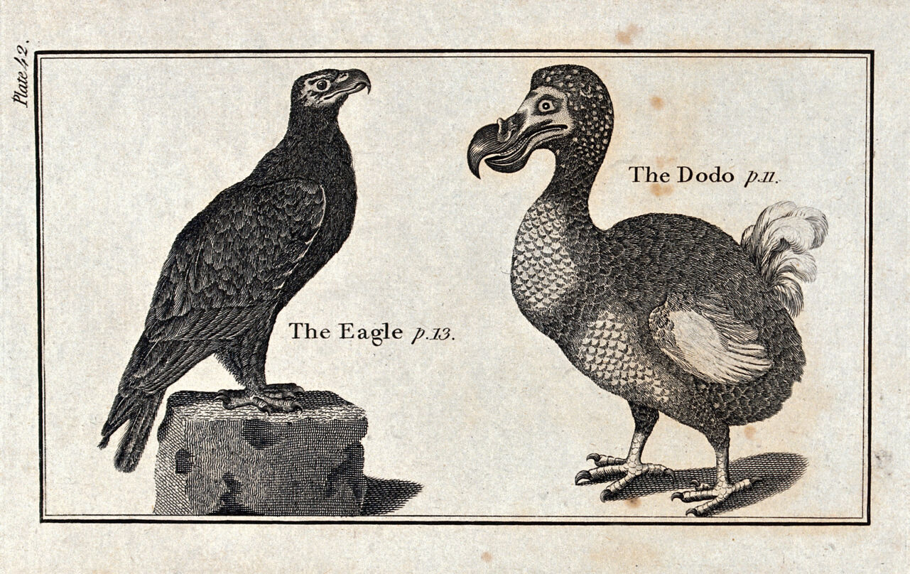 Left, an eagle; right, a dodo. Wood-engraving after T. Bewick., by Thomas Bewick