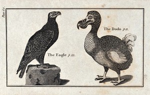 view Left, an eagle; right, a dodo. Wood-engraving after T. Bewick.