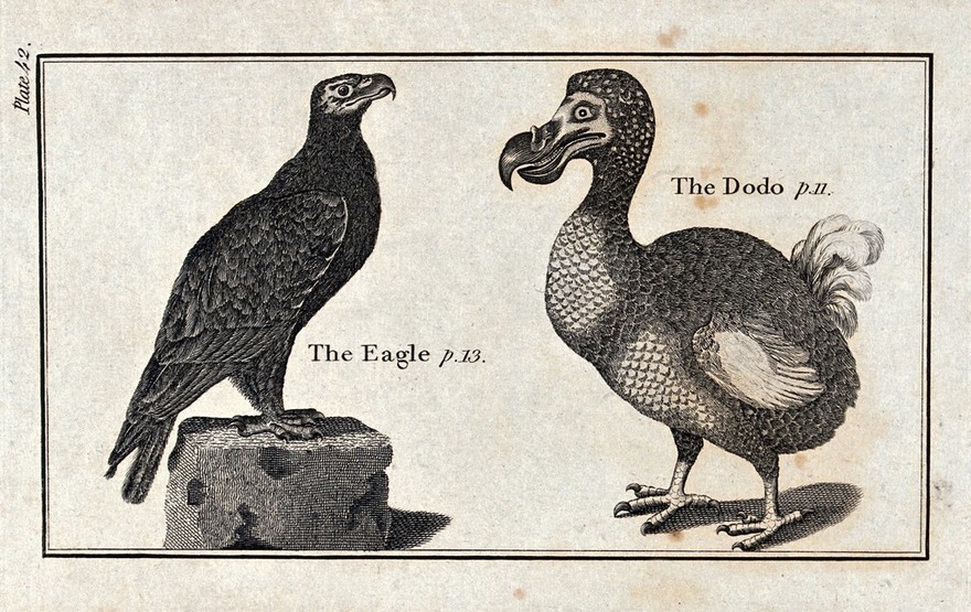 Left, an eagle; right, a dodo. Wood-engraving after T. Bewick.