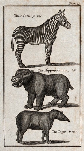 Above, a Zebra; below, a Hippopotamus and a Tapir. Wood-engraving after T. Bewick.