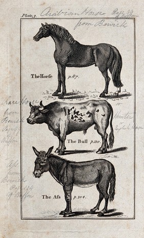 Above, a horse; below, a bull and an ass. Wood-engraving after T. Bewick.