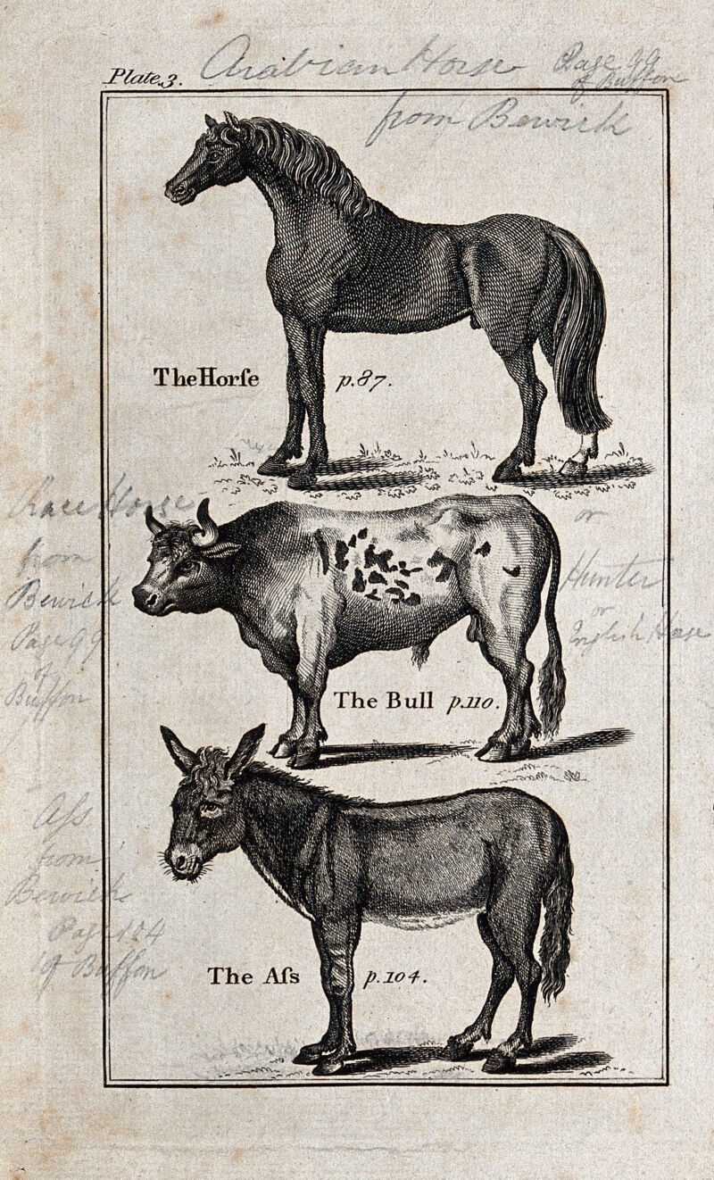 Above, a horse; below, a bull and an ass. Wood-engraving after T. Bewick., by Thomas Bewick