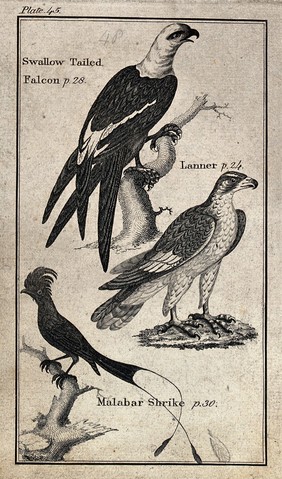 Above, a Swallow Tailed Falcon, middle, a Lanner, below, a Malabar Shrike. Wood engraving after T. Bewick.