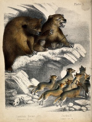 view Above, a pair of bears with two cubs on a crag of a mountain with one bear roaring as one cub is killed by an arrow. Below, a pack of jackals running under the mountain crag leaving bones behind. Coloured chalk lithograph.