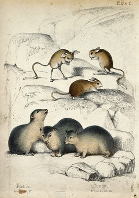 Above, three jerboas, below, three conies. Coloured chalk lithograph.