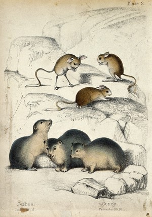 view Above, three jerboas, below, three conies. Coloured chalk lithograph.