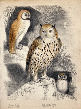 A nocturnal scene with three owls. Coloured chalk lithograph.