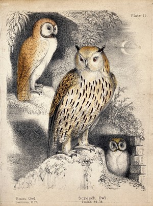 view A nocturnal scene with three owls. Coloured chalk lithograph.