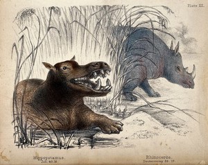 view On the left, a hippopotamus climbing out of the water. On the right, a rhinoceros coming out of the reeds. Coloured chalk lithograph.