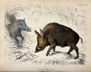 view Two wild boars on a clearing. Coloured chalk lithograph.