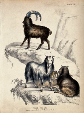 Three female wild goats sitting on a mountain crag with a male wild goat standing above at greater height. Coloured chalk lithograph.