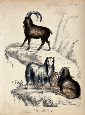 view Three female wild goats sitting on a mountain crag with a male wild goat standing above at greater height. Coloured chalk lithograph.