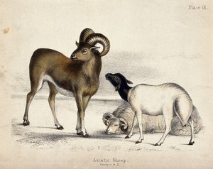 view Three Asiatic Sheep. Coloured chalk lithograph.