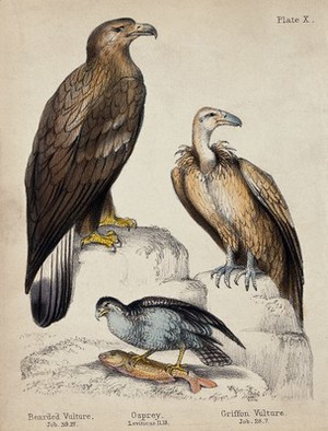 view Left, a Bearded Vulture, middle, an Osprey, right, a Griffon Vulture. Coloured chalk lithograph.