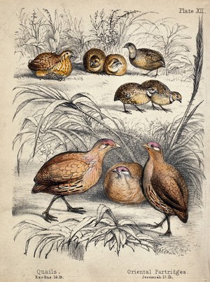 view Above, six quails with two freshly hatched quails, below, three Oriental Partridges. Coloured chalk lithograph.