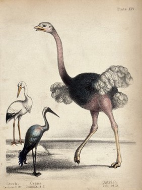 A stork, a crane and an ostrich. Coloured chalk lithograph.