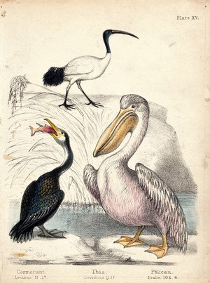 view A cormorant, an ibis and a pelican standing near the water. Coloured chalk lithograph.