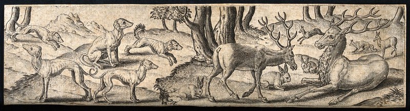 A group of animals in a forest. Engraving by A. de Bruyn., by Abraham de Bruyn
