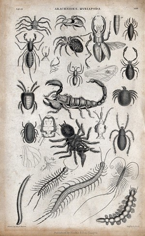 view Eighteen different arachnides and myriapoda. Engraving by R. Scott after Captain T. Brown.