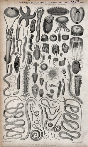 view A table with 68 different echinodermata, entozoa, infusoria and mollusca. Engraving by R. Scott after Captain T. Brown.