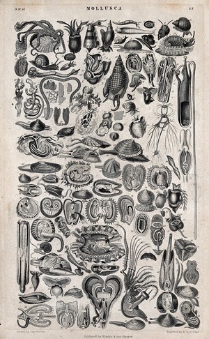 view A table with 63 different molluscs. Engraving by R. Scott after Captain T. Brown.