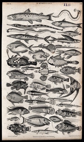 A table with 36 different fish. Engraving by R. Scott after Captain T. Brown.