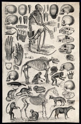 A table with three skeletons surrounded by their organic remains and other animals. Engraving by R. Scott after Captain T. Brown.