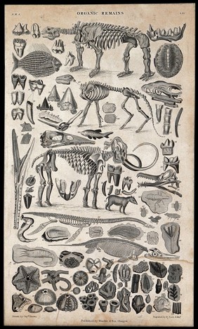 A table with three skeletons surrounded by organic remains and other animals. Engraving by R. Scott after Captain T. Brown.