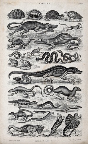 view A table with sixteen different reptiles. Engraving by R. Scott after Captain T. Brown.