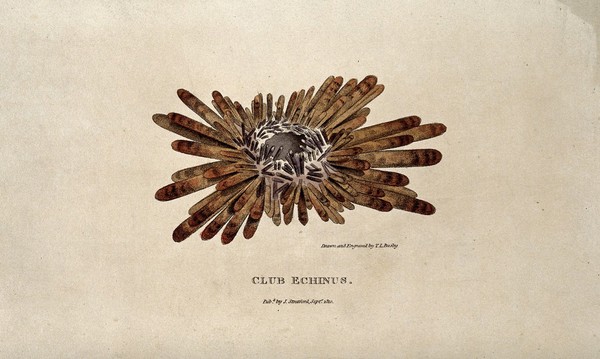 Coloured Club Echinus. Coloured etching by T. L. Busby.