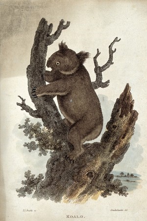 view A koala bear climbing up a tree. Coloured etching by T. L. Busby after Cruikshanks.