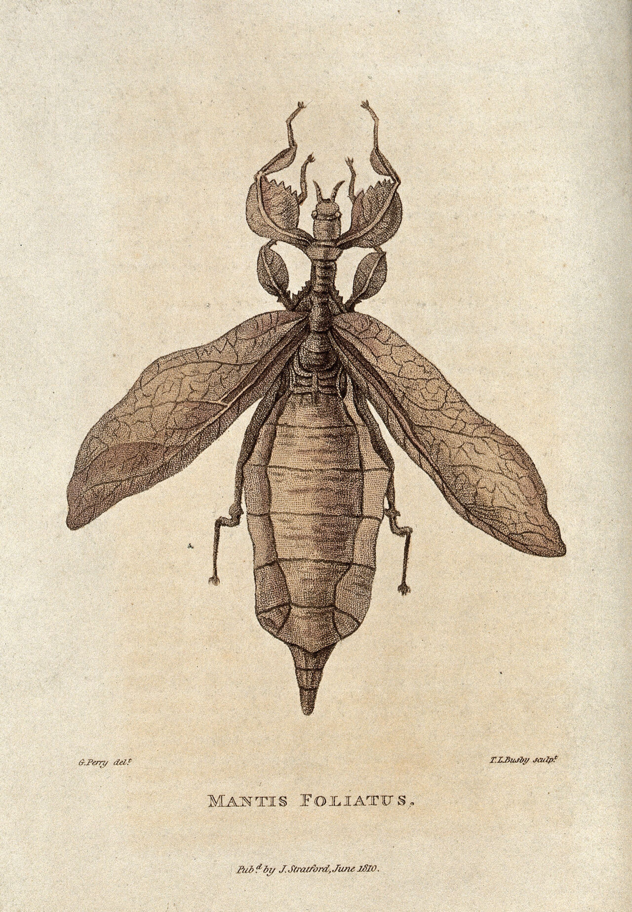 Mantis foliatus. Coloured etching by T.L. Busby after G. Perry, 1810., 1810, by George Perry