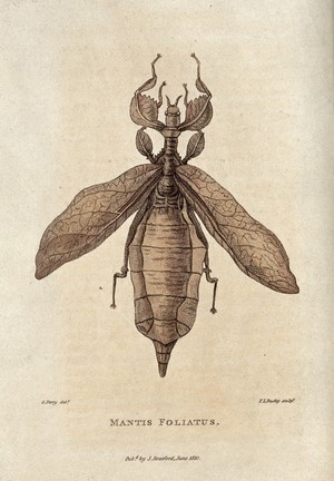 view Mantis foliatus. Coloured etching by T.L. Busby after G. Perry, 1810.