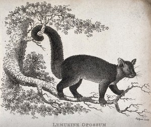 view A Lemurine opossum climbing on a tree. Etching by Eastgate.