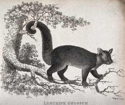 A Lemurine opossum climbing on a tree. Etching by Eastgate.