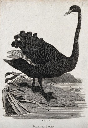 A black swan about to descend into a lake. Etching by Eastgate.