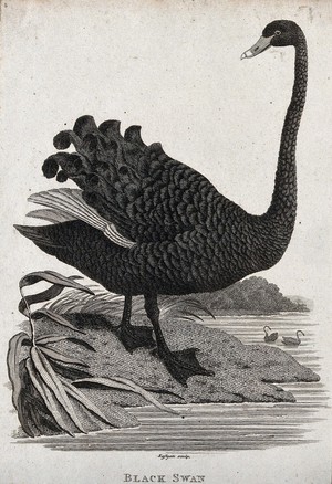 view A black swan about to descend into a lake. Etching by Eastgate.