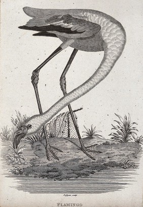 A flamingo standing on the shore of a lake picking at grass. Etching by Eastgate.