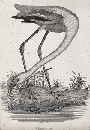 view A flamingo standing on the shore of a lake picking at grass. Etching by Eastgate.