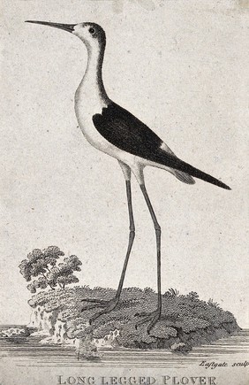 A long legged plover standing on the shore of a lake. Etching by Eastgate.