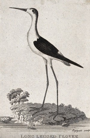 view A long legged plover standing on the shore of a lake. Etching by Eastgate.
