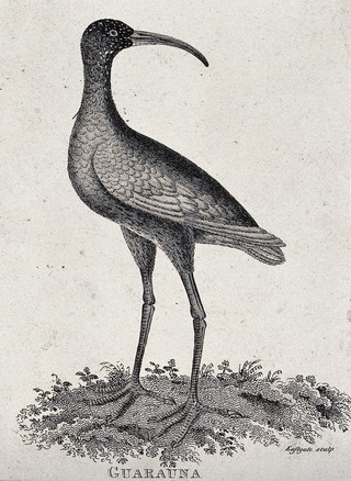 A guarauna. Etching by Eastgate.