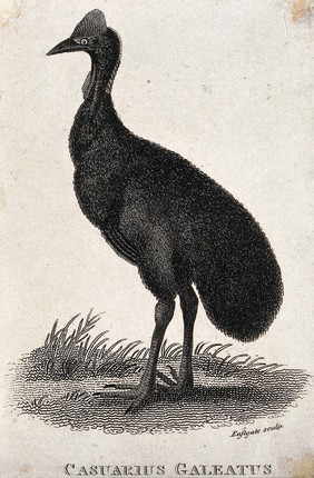 Casuarius galeatus. Etching by Eastgate.