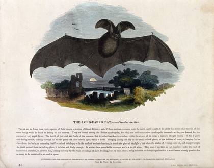 A long-eared bat flying over a churchyard. Coloured wood engraving by J. W. Whimper.